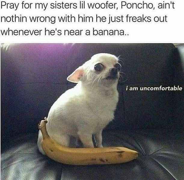 Pray for my sisters lil woofer, Poncho, ain't nothin wrong with him he just freaks out whenever he's near a banana.. i am uncomfortable
