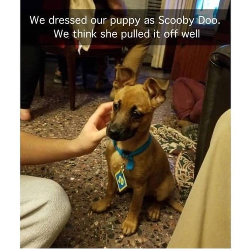 We dressed our puppy as Scooby Doo. We think she pulled it off well