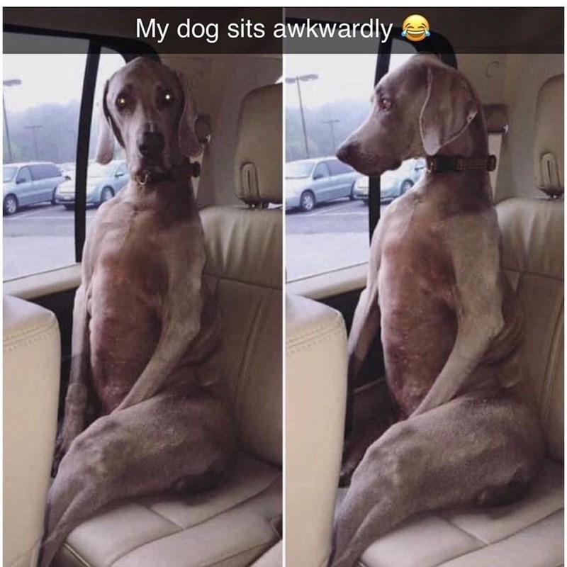 My dog sits awkwardly