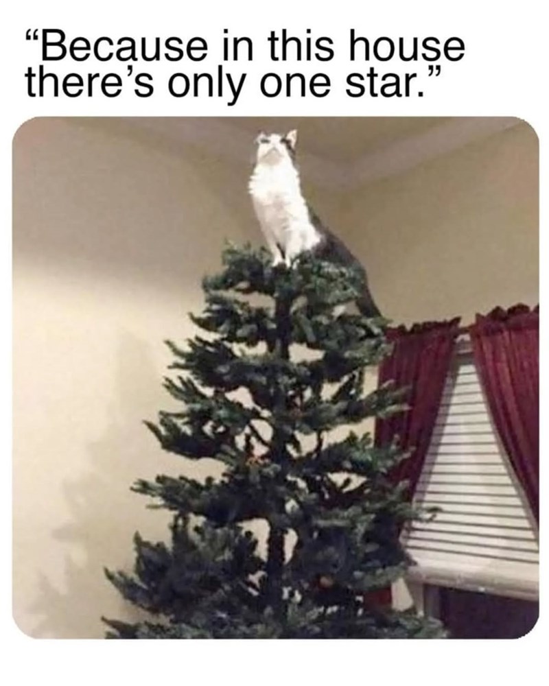"Because in this house there's only one star.'