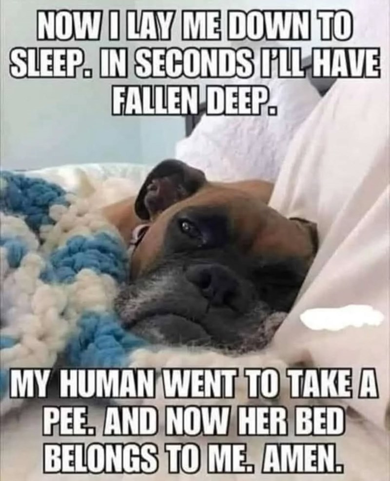 NOW I LAY ME DOWN TO SLEEP. IN SECONDS I'LL HAVE FALLEN DEEP. MY HUMAN WENT TO TAKE A PEE, AND NOW HER BED BELONGS TO ME. AMEN.