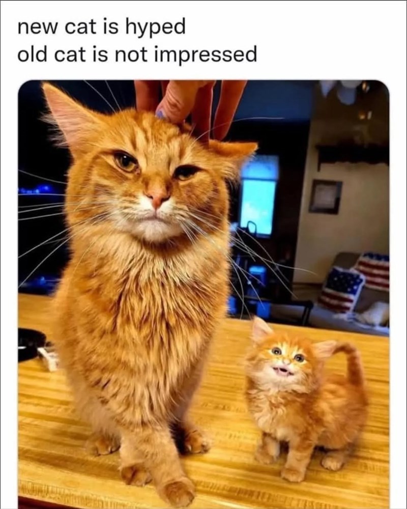 new cat is hyped old cat is not impressed