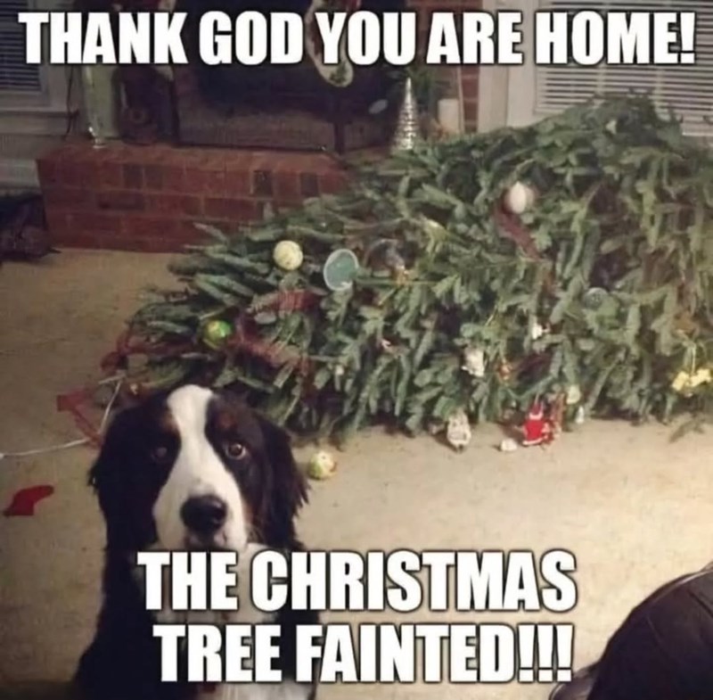 THANK GOD YOU ARE HOME! THE CHRISTMAS TREE FAINTED!!!