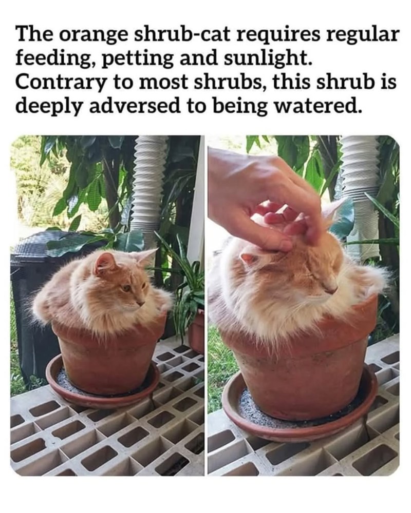 The orange shrub-cat requires regular feeding, petting and sunlight. Contrary to most shrubs, this shrub is deeply adversed to being watered.