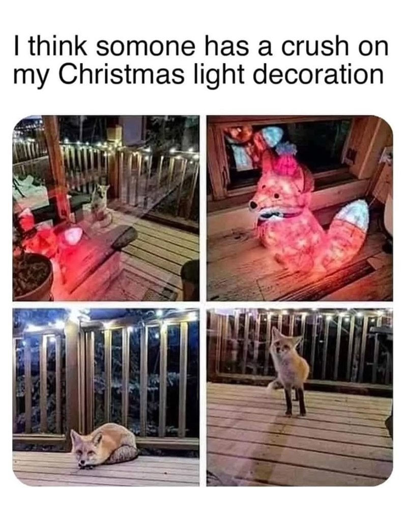 I think somone has a crush on my Christmas light decoration