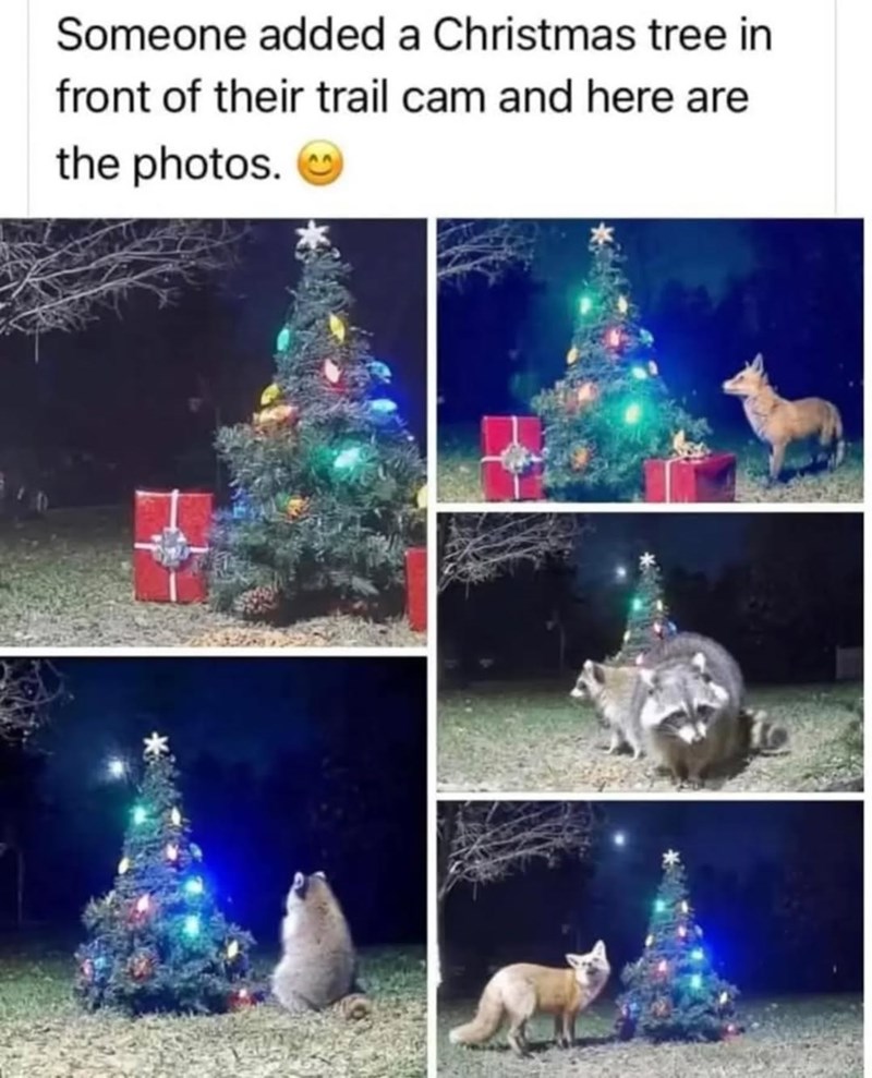 Someone added a Christmas tree in front of their trail cam and here are the photos.