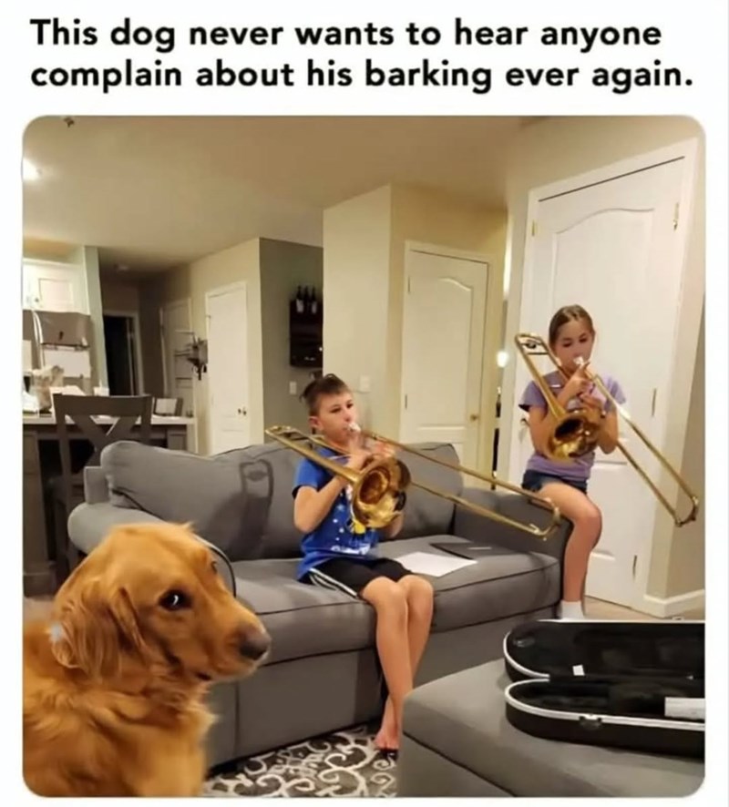 This dog never wants to hear anyone complain about his barking ever again.