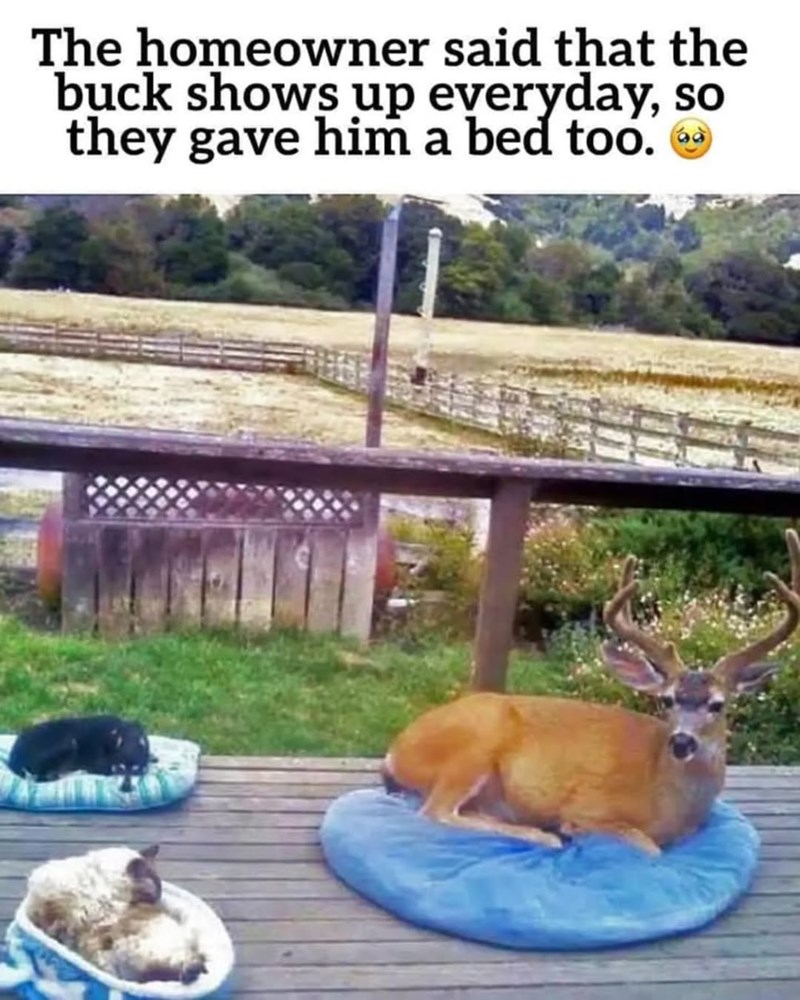 The homeowner said that the buck shows up everyday, so they gave him a bed too.