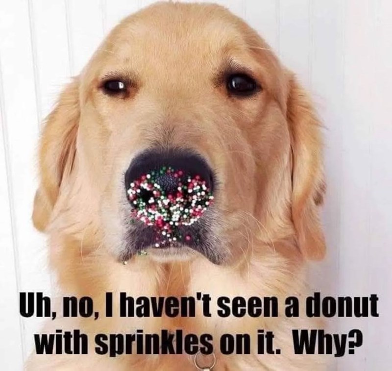 Uh, no, I haven't seen a donut with sprinkles on it. Why?