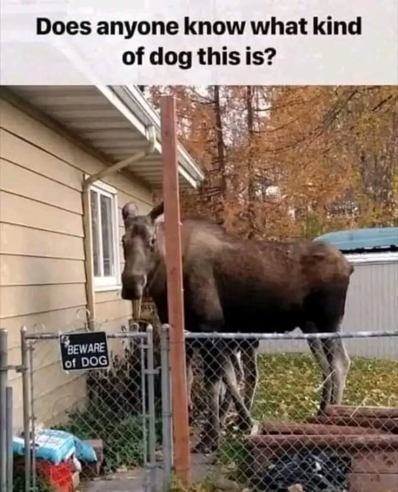 Does anyone know what kind of dog this is? BEWARE of DOG
