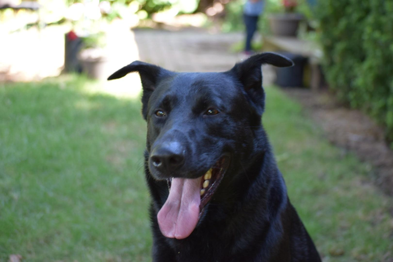 Cheezburger Image 10607183872