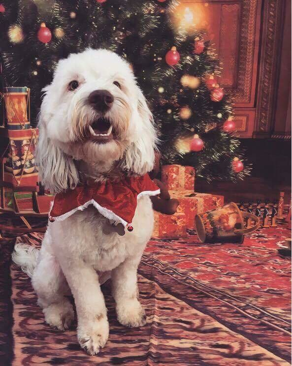 Cheezburger Image 10607219200