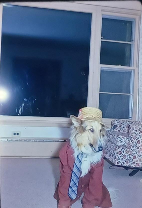 Cheezburger Image 10607222528