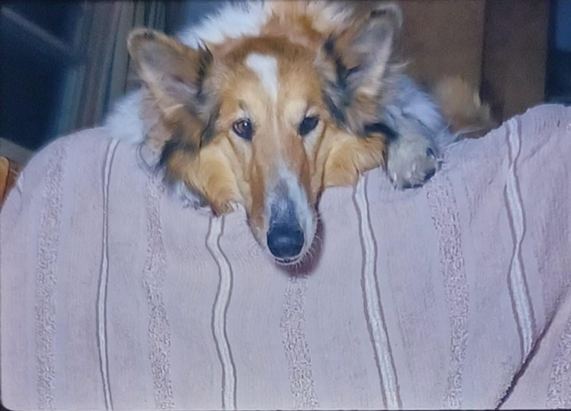 Cheezburger Image 10607222784