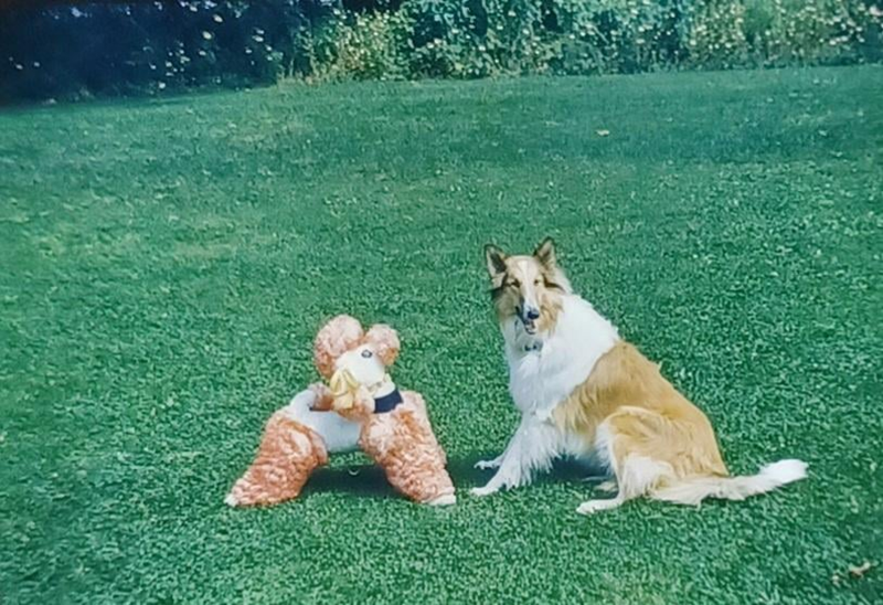 Cheezburger Image 10607223552