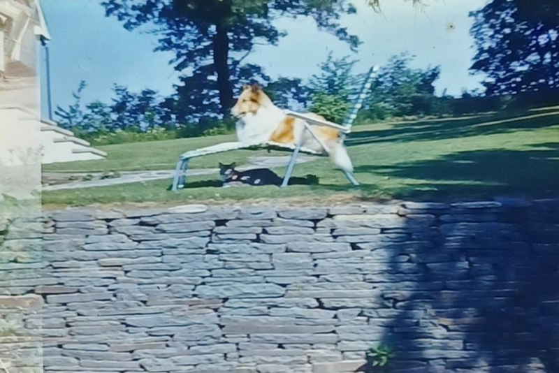 Cheezburger Image 10607224064