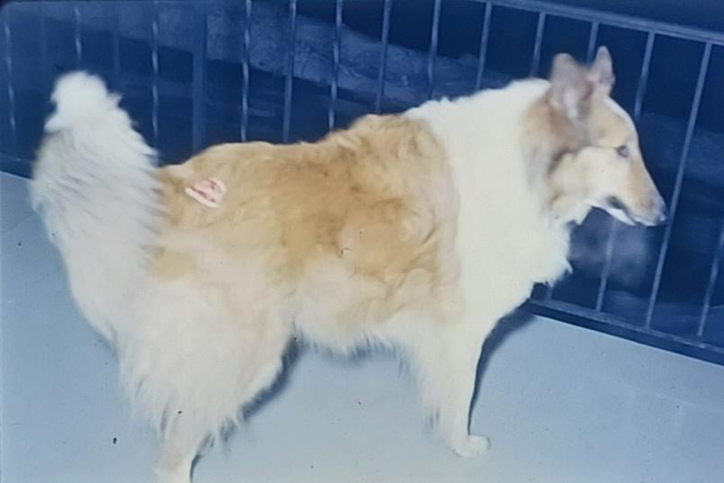 Cheezburger Image 10607224576