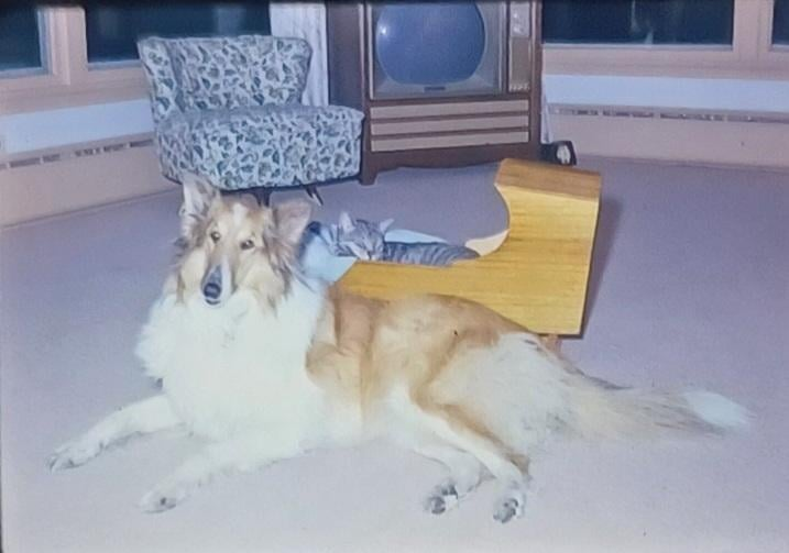 Cheezburger Image 10607225344