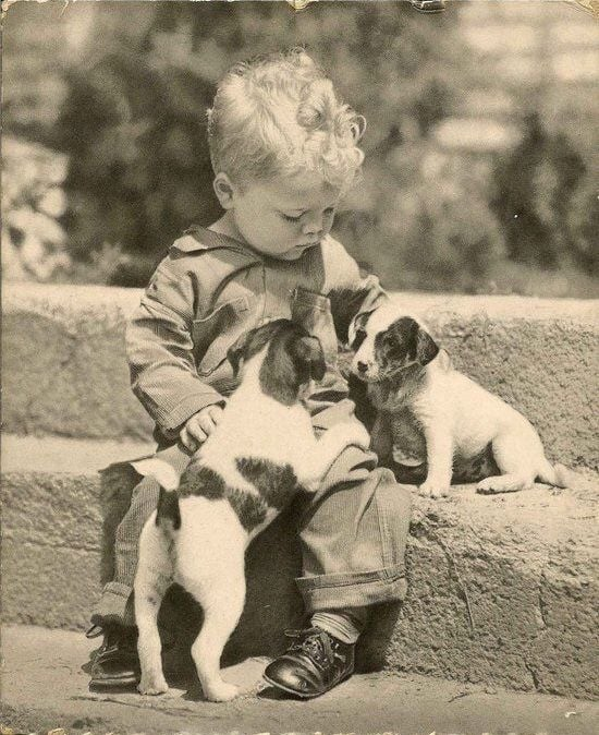 Cheezburger Image 10607226112