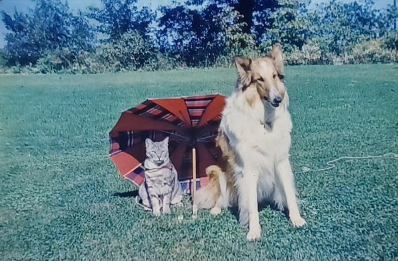 Cheezburger Image 10607227904