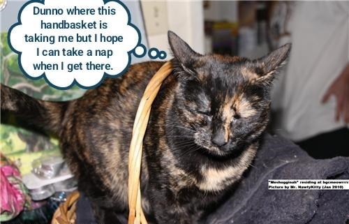 Cheezburger Image 10607252992