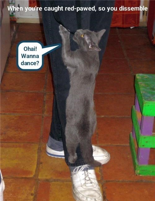 Cheezburger Image 10607262464