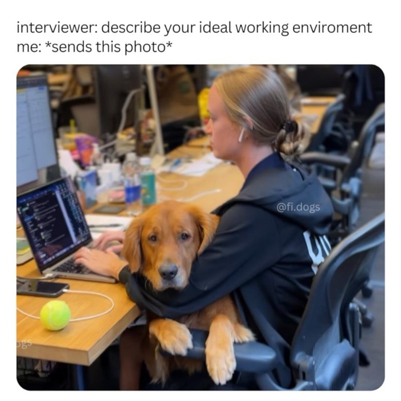 interviewer: describe your ideal working enviroment me: *sends this photo* ogs @fi.dogs