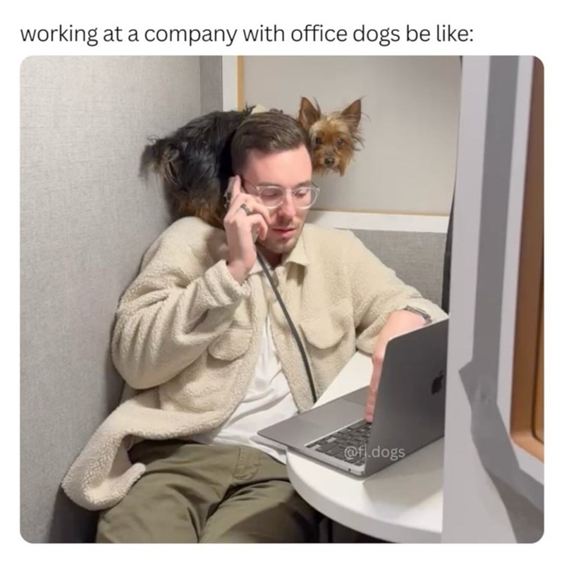 working at a company with office dogs be like: @fi.dogs