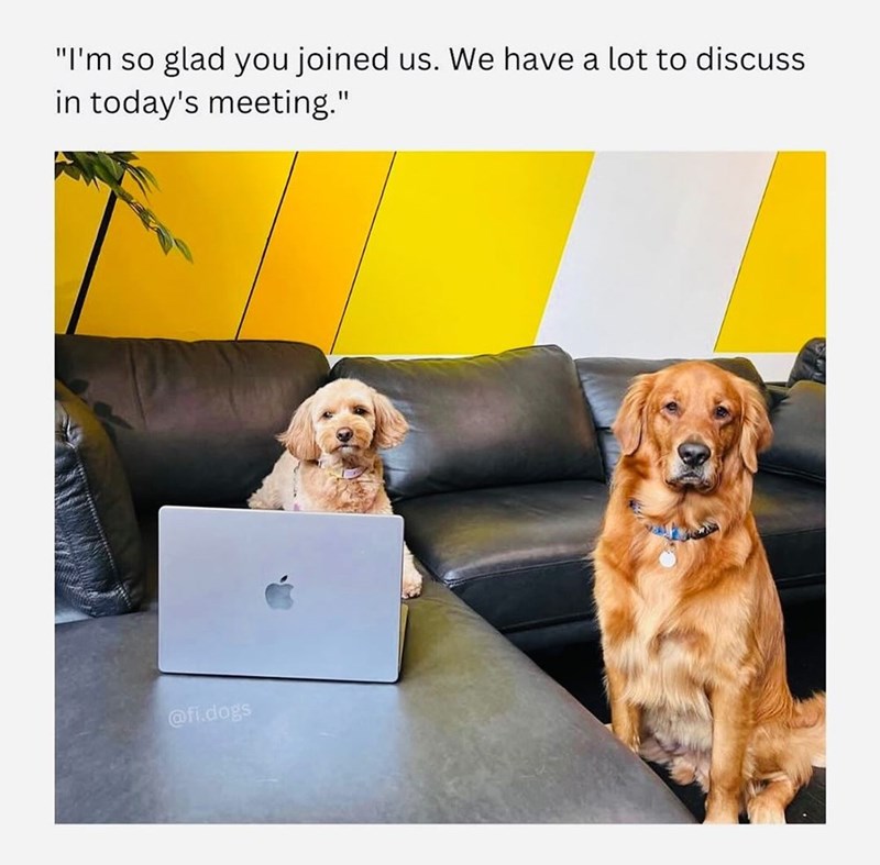 "I'm so glad you joined us. We have a lot to discuss in today's meeting." @fi.dogs