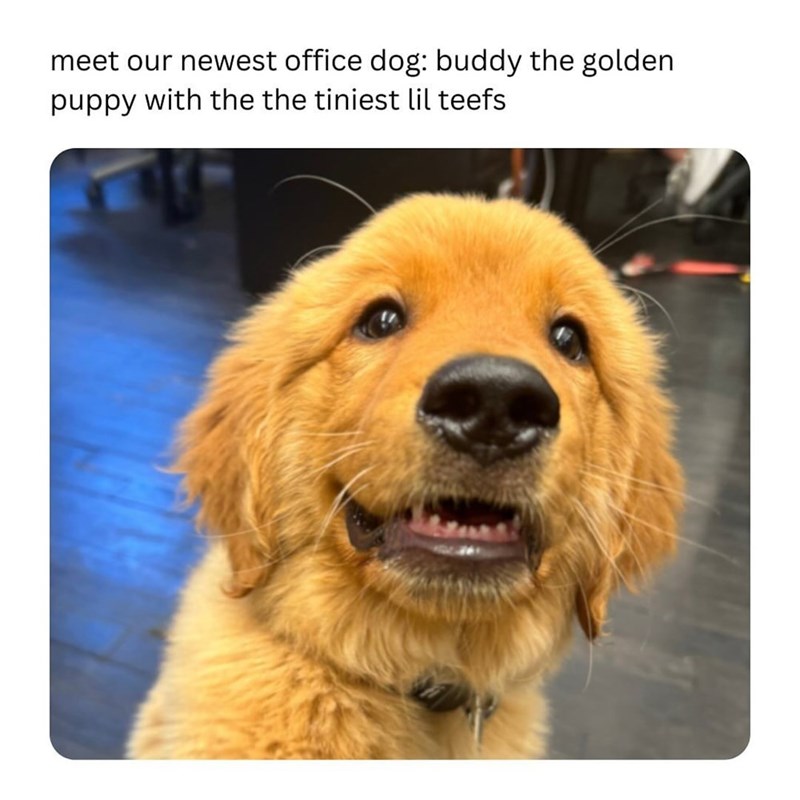 meet our newest office dog: buddy the golden puppy with the the tiniest lil teefs