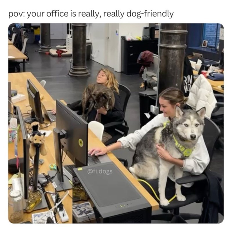 pov: your office is really, really dog-friendly @fi.dogs RN