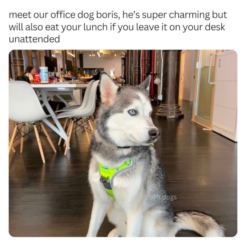 meet our office dog boris, he's super charming but will also eat your lunch if you leave it on your desk unattended @fi.dogs
