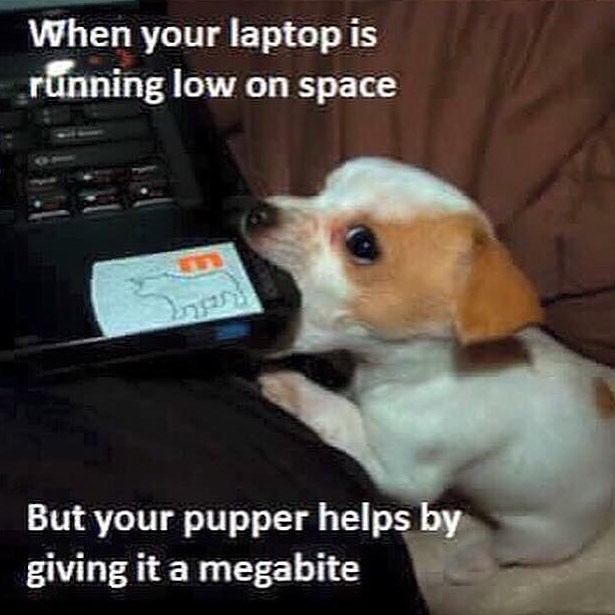 When your laptop is running low on space But your pupper helps by giving it a megabite