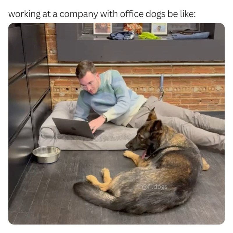working at a company with office dogs be like: @fi.dogs