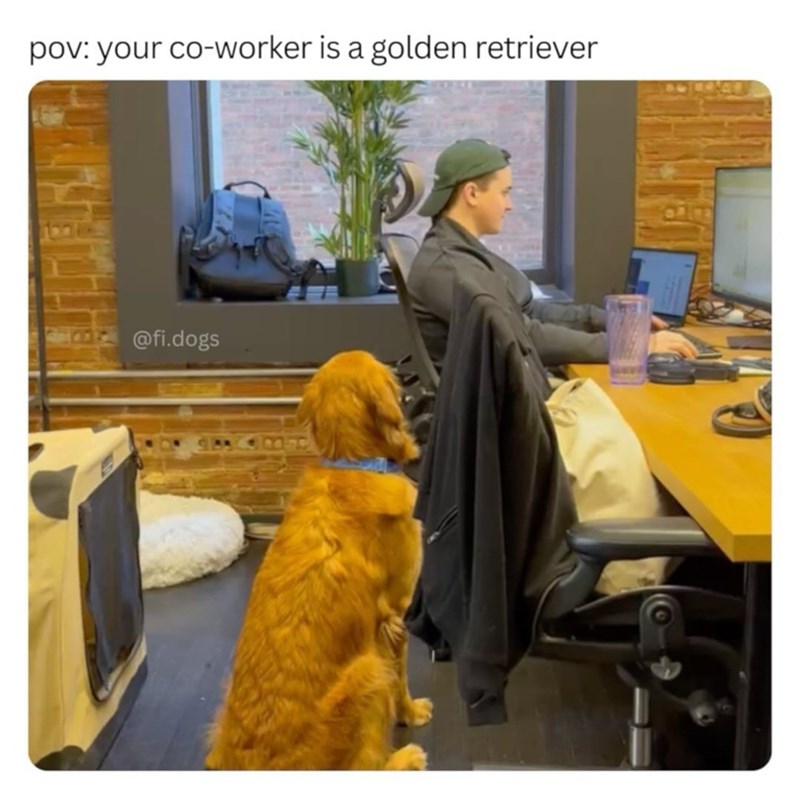 pov: your co-worker is a golden retriever @fi.dogs