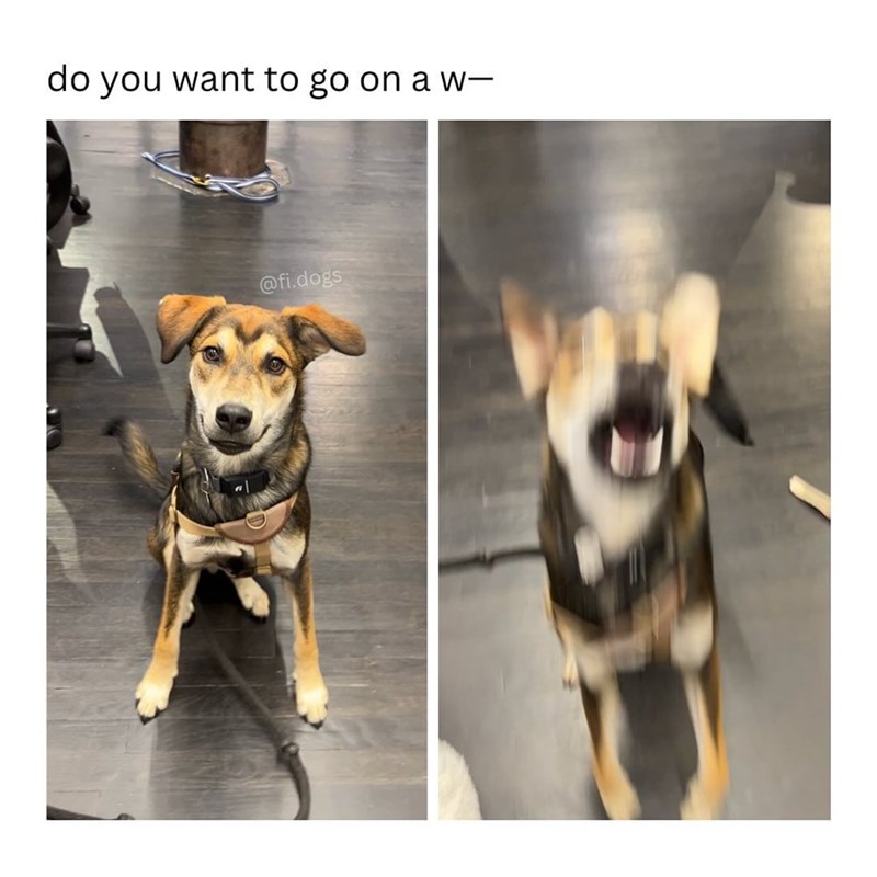 do you want to go on a w― @fi.dogs
