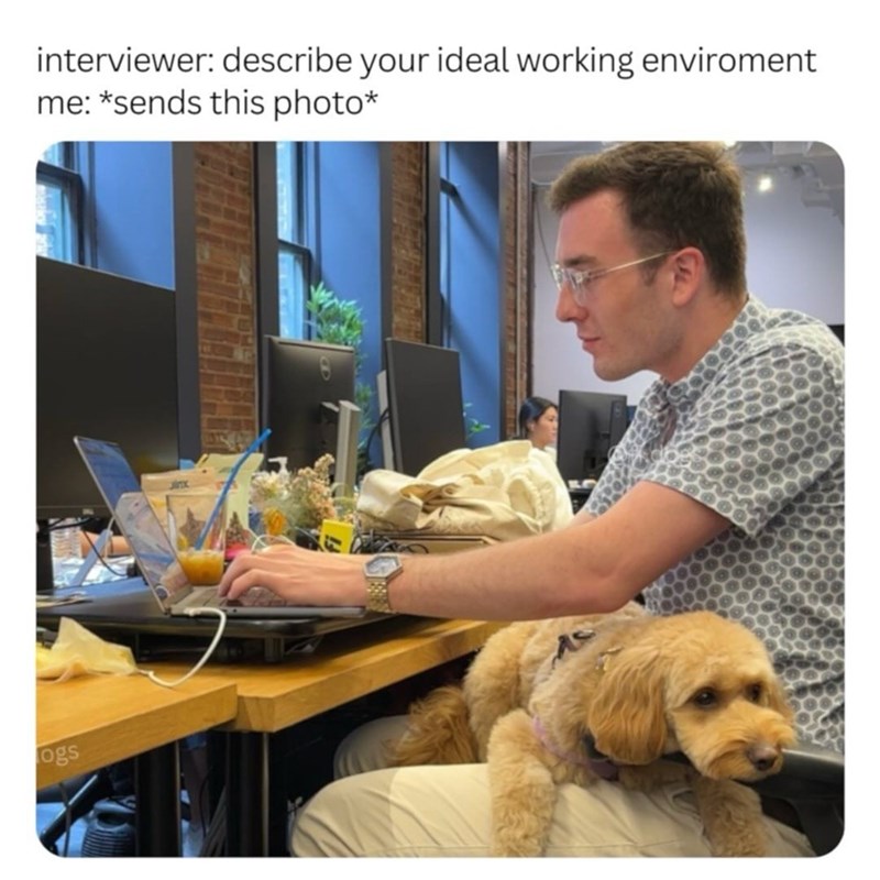 ogs interviewer: describe your ideal working enviroment me: *sends this photo*