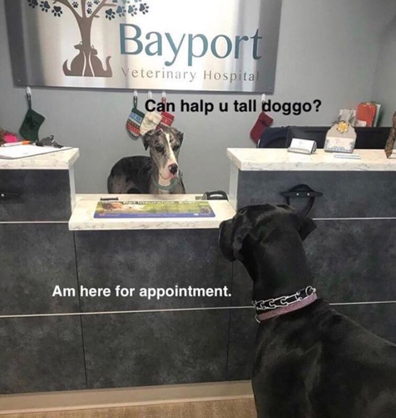 Bayport Veterinary Hospital Can halp u tall doggo? Am here for appointment.