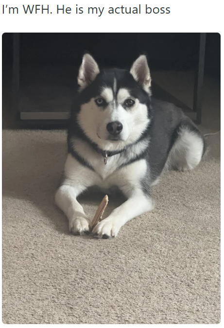 I'm WFH. He is my actual boss