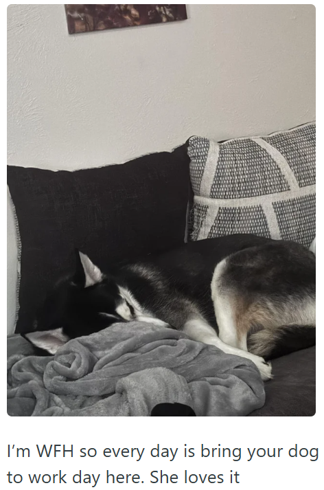 I'm WFH so every day is bring your dog to work day here. She loves it