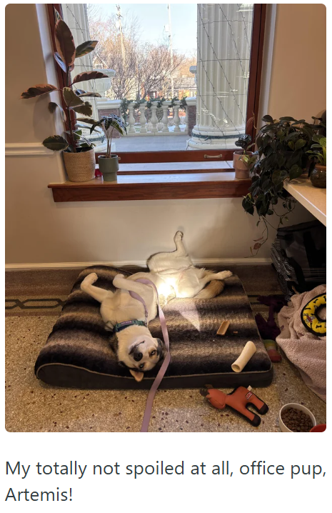 My totally not spoiled at all, office pup, Artemis!