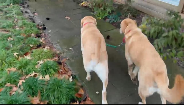 Cheezburger Image 10607538688