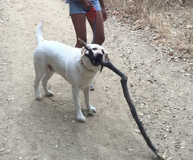 Cheezburger Image 10607540480