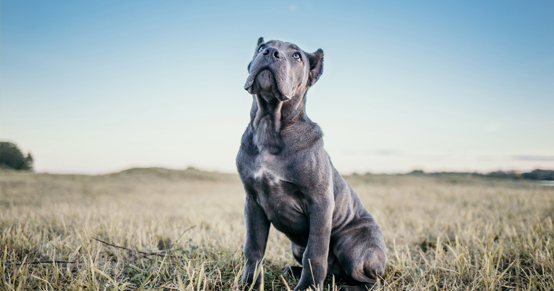 Cheezburger Image 10607552512