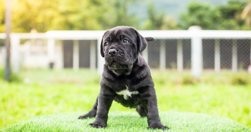 Cheezburger Image 10607552768