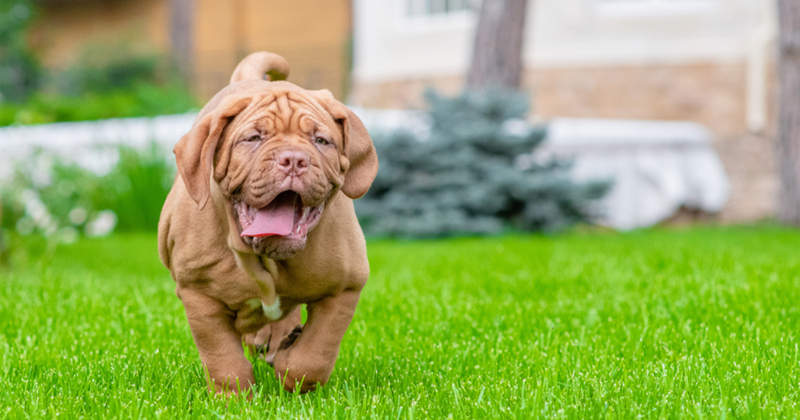 Cheezburger Image 10607553024