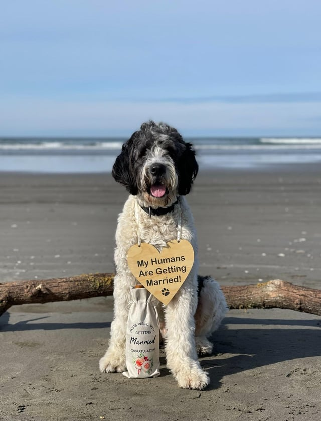My Humans Are Getting Married! PAIRS WELL GETTING Married CONGRATULATION