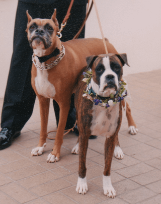 Cheezburger Image 10607586048