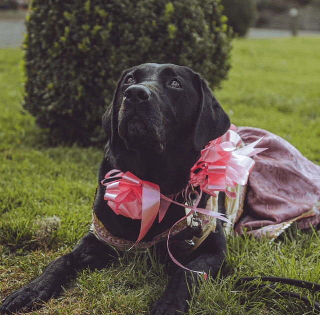 Cheezburger Image 10607586816