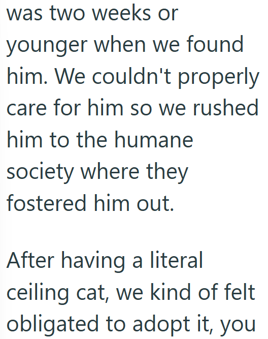 was two weeks or younger when we found him. We couldn't properly care for him so we rushed him to the humane society where they fostered him out. After having a literal ceiling cat, we kind of felt obligated to adopt it, you